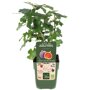 Vijgenboompje - Ficus carica